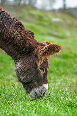 Ane du Poitou - Equus asinus - en train de brouter	