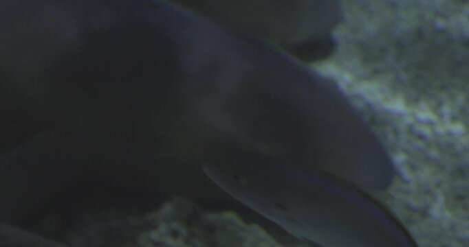 Requin dormeur au fond de l'oc&eacute;an
