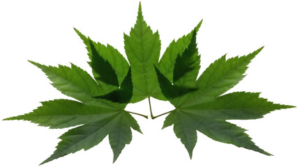 Green Japanese maple leaves isolated PNG on transparent background, vibrant foliage with intricate details for design projects