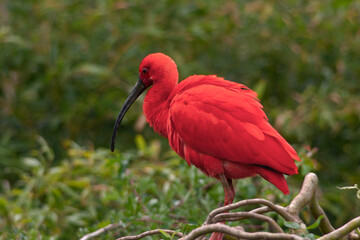 Ibis rouge - Eudocimus ruber - parmi la v&eacute;g&eacute;tation