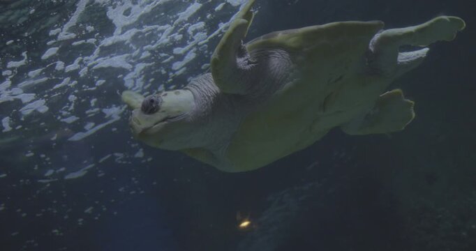 Tortue nageant dans la mer