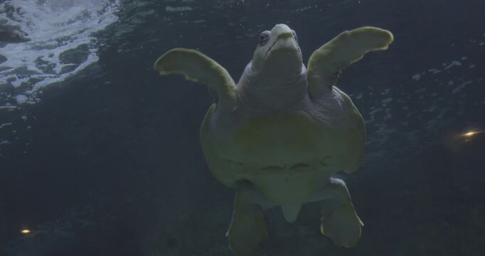 Tortue nageant dans la mer