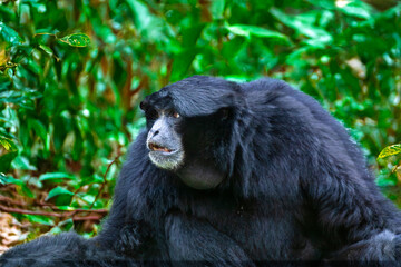Singe Siamang - Symphalangus syndactylus - en gros plan	