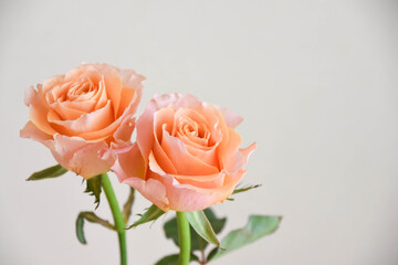 オレンジ色のバラ