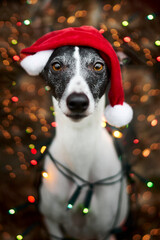 Weihnachtliches Portrait eines Windhundes