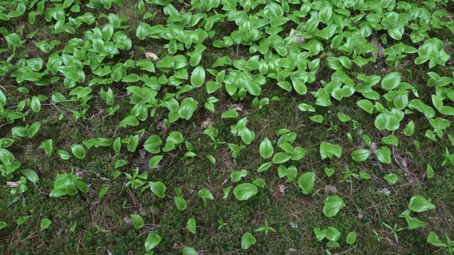 A unique arrangement of vibrant green leaves on the ground, flamboyantly artistic with patches of grass peeking through.