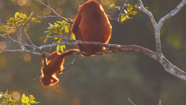 Baby Red Howler Monkey Hanging Upside Down Approaching Mother to Cuddle in Lush Forest Canopy During Golden Hour