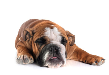 english bulldog in studio