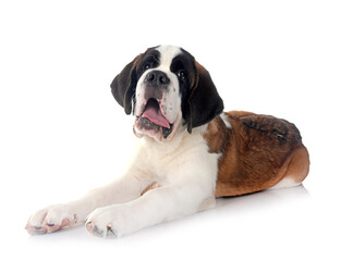 puppy saint bernard in studio