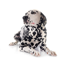 puppy dalmatian in studio