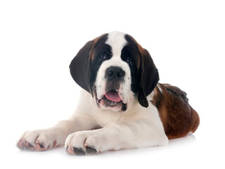 puppy saint bernard in studio