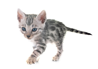 bengal kitten in studio