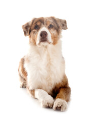 australian shepherd in studio