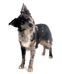 australian shepherd in studio
