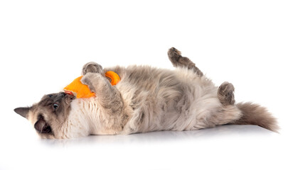 siberian cat in studio