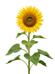 Single Sunflower Tree Isolated on Transparent and White Background