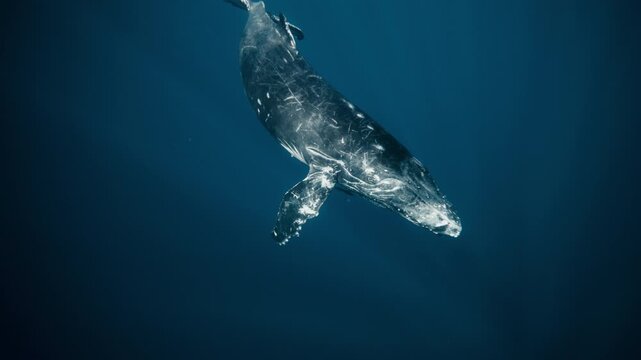 Humpback descends slowly through shifting blue tones, body drifting weightlessly in open water, scratch and scarred body, spinning