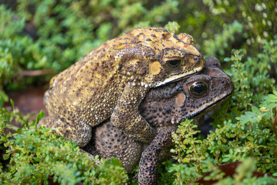 Two common toads in amplexus mating behavior on green moss in the garden. Close up of amphibians reproduction in nature