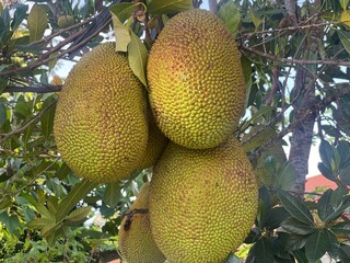 ackfruits hanging on a tree. The image showcases the texture and details of the fruit © Rezki