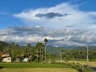 A scenic view of rice fields, palm trees, and mountains under a cloudy sky. The image captures the beauty of the rural landscape