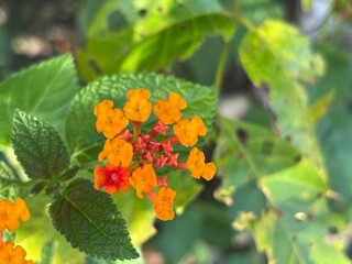 Close-up of Lantana flowers with orange petals surrounded by green leaves. The image captures the beauty of nature's details.