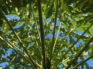 Looking up through a papaya tree with green leaves and a blue sky. The image showcases the beauty of nature