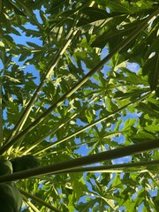 Looking up through a papaya tree with green leaves and a blue sky. The image showcases the beauty of nature
