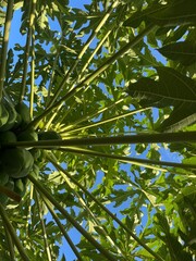 Looking up through a papaya tree with green leaves and a blue sky. The image showcases the beauty of nature