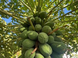 Looking up at a papaya tree laden with fruit and leaves against the sky. The image showcases a bountiful harvest