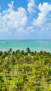 Northeastern Brazil Skyline At Sao Miguel Dos Milagres In Alagoas Brazil. Nature Landscape. Agriculture Scenery. Travel Destination. Northeastern Brazil Skyline In Alagoas Brazil. 