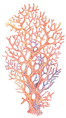 Colorful coral illustration featuring intricate patterns and textures, showcasing the beauty of marine life and underwater ecosystems, perfect for educational and decorative purposes