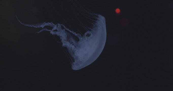 M&eacute;duse dans aquarium