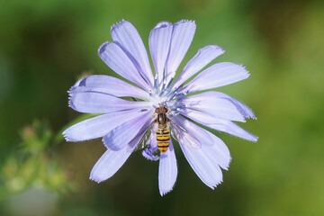 Close up female hoverfly, Marmalade Fly (Episyrphus balteatus) on blue flower of Common chicory (Cichorium intybus). Netherlands, summer, July	