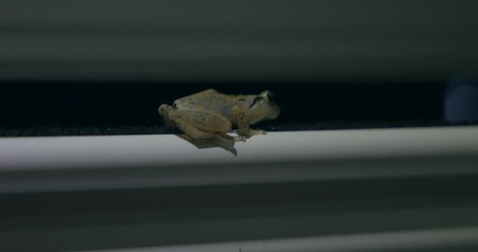 guadeloupe grenouille hylode