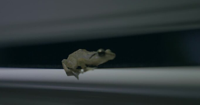 guadeloupe grenouille hylode