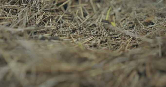 Fourmis au travail en gros plan