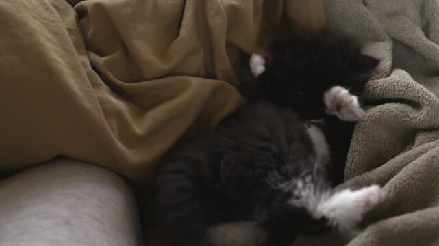 Playful Feline Antics, Charming Footage Of Lively Kitten Rolling And Stretching On Plush Blankets. Media