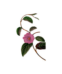 pink and green leaves