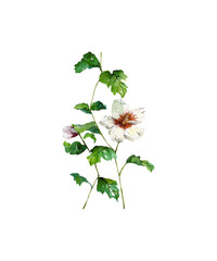 flower isolated on white background