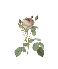 rose on white background