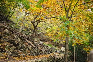 Steep Hiking Trail on the Schurre Path in the Harz Mountains