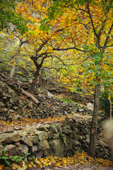 Steep Hiking Trail on the Schurre Path in the Harz Mountains