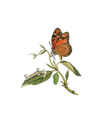 butterfly isolated on white