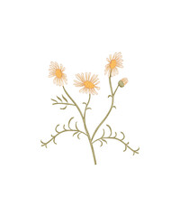 yellow flowers isolated on white background