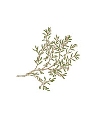 dried rosemary on white background
