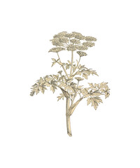 bonsai tree isolated on white background