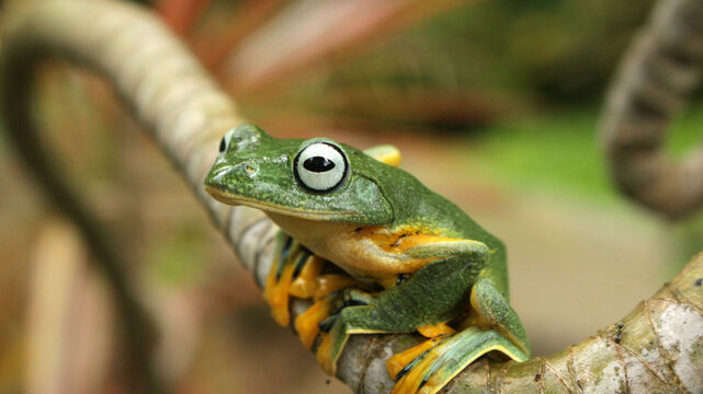 green tree frog