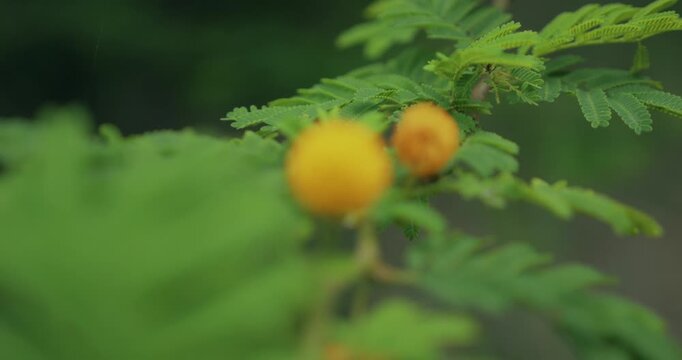 Arbuste fleuri guadeloupe