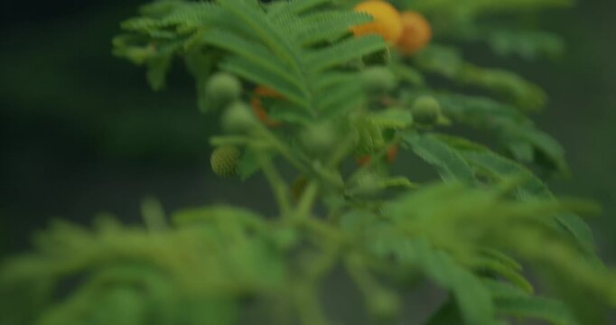 Arbuste fleuri guadeloupe