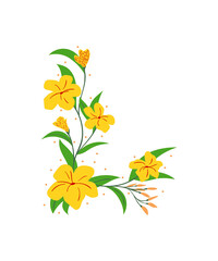 yellow flowers on white background